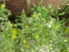 Pineapple Mayweed (Matricaria matricarioides) and Shepherd's-Purse (Capsella bursa-pastoris)