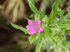 Cut-leaved Cranesbill (Geranium dissectum)