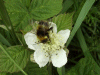 Bee on Bramble/Blackberry flower (Rubus fruticosus agg)