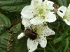 Bee on Bramble/Blackberry flower (Rubus fruticosus agg)