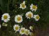 Scentless Mayweed (Matricaria perforata)
