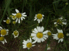 Scentless Mayweed (Matricaria perforata)