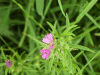 Cut-leaved Cranesbill (Geranium dissectum)