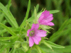 Cut-leaved Cranesbill (Geranium dissectum)
