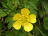 Meadow Buttercup (Ranunculus acris)