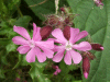Red Campion (Silene dioica)