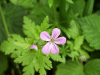 Herb-Robert (Geranium robertianum)