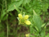 Wood Avens/Herb Bennet (Geum urbanum)