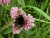 Bee on Red Clover (trefolium repens)