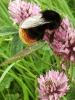 Bee on Red Clover (trefolium repens)