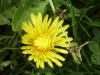 Possible Lesser Dandelion (Taraxacum Sect. Erythrosperma)