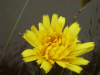 Possible Hawkweed Ox-tongue (Picris hieracioides)