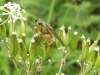 Insect on Cow Parsley (Anthriscus sylvestris)