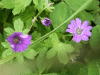 Dovesfoot Cranesbill (Geranium molle)