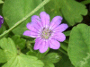 Dovesfoot Cranesbill (Geranium molle)