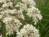 Hogweed (Heracleum sphondylium)