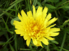 Possible Smooth Hawksbeard (Crepis capillaris)