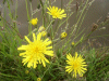 Possible Smooth Hawksbeard (Crepis capillaris)