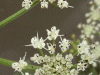 Hemlock (Conium maculatum)
