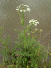 Hemlock (Conium maculatum)