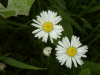 Daisy (Bellis perennis)