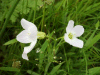 Cuckoo Flowers (Cardamine pratensis agg)