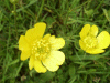 Meadow Buttercup (Ranunculus acris)