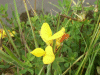 Common Bird's-foot trefoil (Lotus corniculatus)