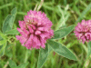 Red Clover (trefolium repens)