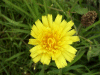 Possible Hawkweed Ox-tongue (Picris hieracioides)