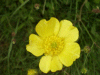 Meadow Buttercup (Ranunculus acris)