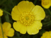 Meadow Buttercup (Ranunculus acris)