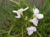 Cuckoo Flowers (Cardamine pratensis agg)