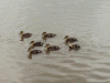 Mallard duck and ducklings