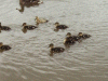 Mallard duck and ducklings