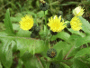 Smooth Sow-thistle (Sonchus oleraceus)