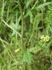 Hedge Mustard (Sisymbrium officinale)