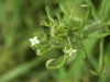Marsh Bedstraw (Galium palustre)