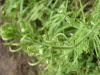 Marsh Bedstraw (Galium palustre)