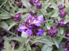 Self-heal (Prunella vulgaris)