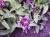 Self-heal (Prunella vulgaris)