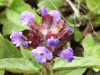 Self-heal (Prunella vulgaris)