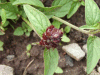 Self-heal (Prunella vulgaris)