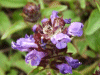 Self-heal (Prunella vulgaris)