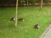 Parading ducks of Daresbury having a rest