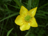 Meadow Buttercup (Ranunculus acris)