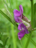Common Vetch (Vicia sativa)