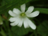Stitchwort (Stellaria holostea)