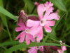 Red Campion (Silene dioica)