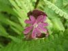 Red Campion (Silene dioica)